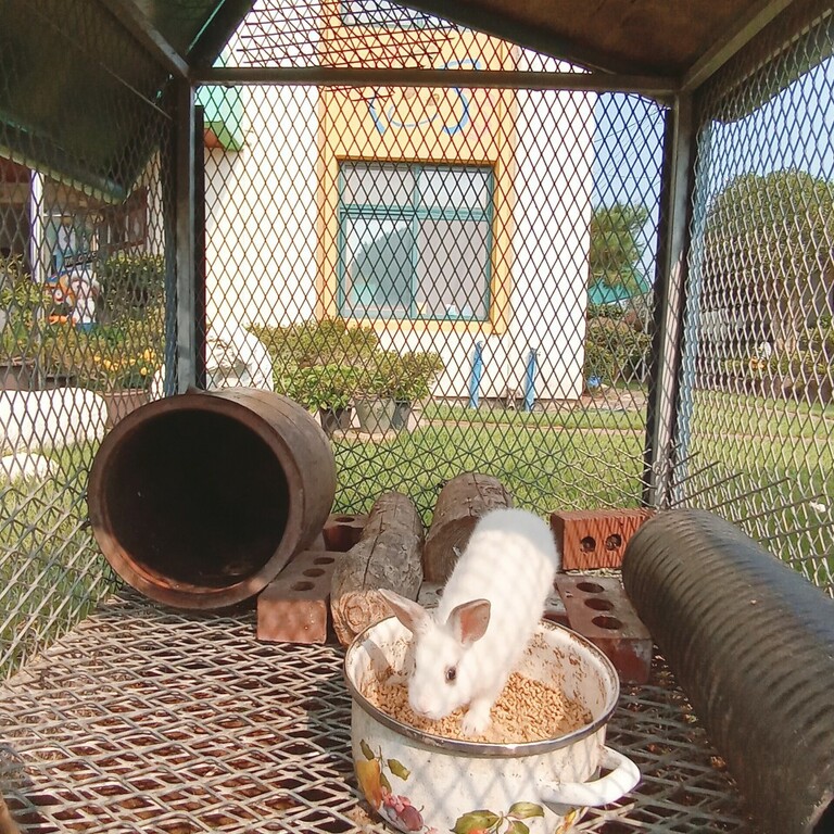 귀여운토끼